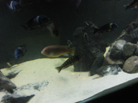 &copy; Zierfischfreunde Immenhausen-Holzhausen